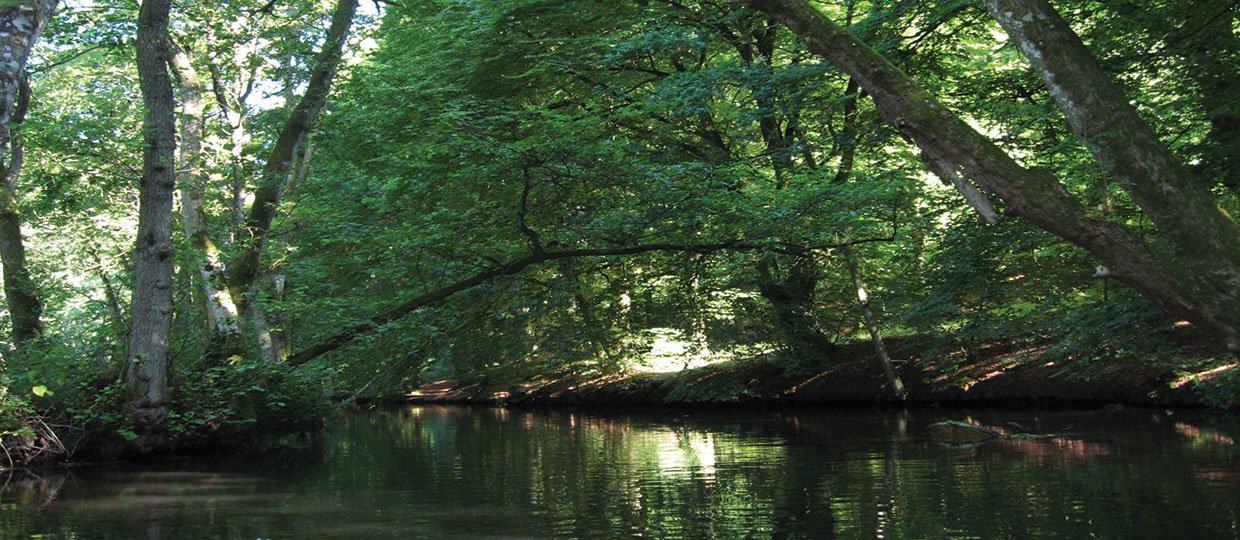 <strong>Cay Dollerup</strong>